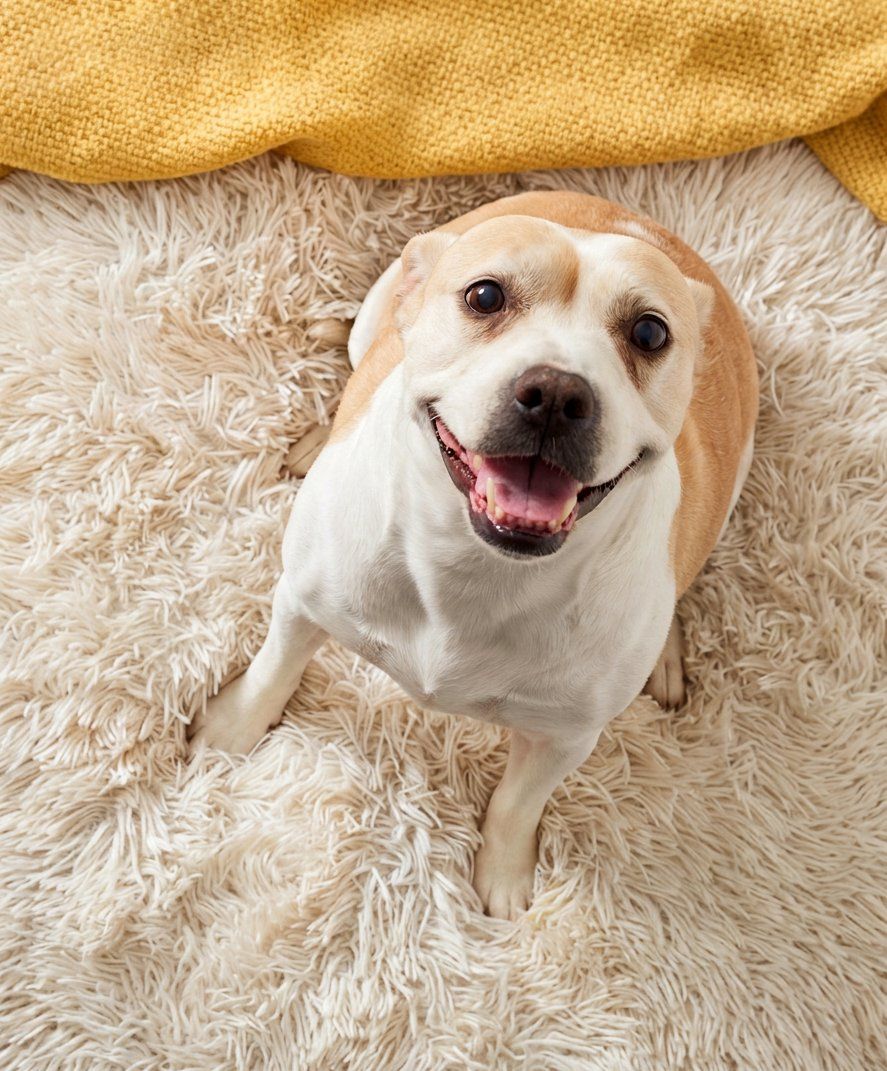 A smiling tan-and-white dog sitting up on a cream rug — one of the two dogs behind this DoggyWooff review